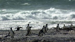 ÁFrica. ÁFrica: Asesinos del Kalahari