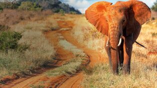 ÁFrica. ÁFrica: Tierra de gigantes