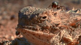 Raros y Salvajes. Raros y Salvajes: He nacido así