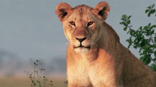 Grandes Felinos. Grandes Felinos: Planeta felino