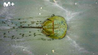 China Salvaje: Cantón. China Salvaje: Cantón: Costa