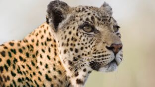 Grandes Felinos. Grandes Felinos: Leopardos asesinos
