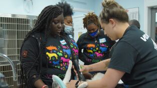 Critter fixers: Veterinarios rurales. Critter fixers:...: Cálculos vesicales a tutiplén