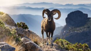 Wild hunting. T(T5). Wild hunting (T5): Iberian Mouflon