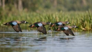 Wild hunting. T(T5). Wild hunting (T5): Guatemala Blue wings