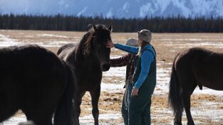 Veterinarios. Veterinarios: Aquí llega el caribú