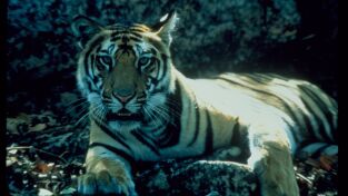 Grandes Felinos. Grandes Felinos: Mashatu: tierra de leopardos