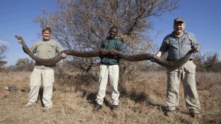 Serpientes. Serpientes: Asia y Europa