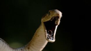 Serpientes. Serpientes: La reina de las serpientes