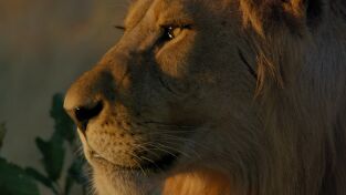 Grandes Felinos. Grandes Felinos: El ojo de leopardo