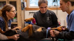 Veterinarios. Veterinarios: Una pitón enfadada