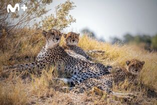 Felinos noche y día. Felinos noche y día: Se avecinan cambios