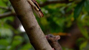 ÁFrica. ÁFrica: E: El pequeño gigante
