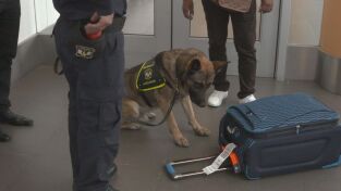 Crimen. Crimen: La culpa fue de la cocaína