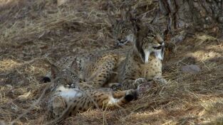 El mes de la Tierra. El mes de la Tierra: Salvando a los osos europeos