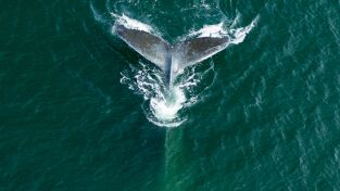 El mes de la Tierra. El mes de la Tierra: La carrera fluvial de Alaska