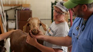 Veterinarios de Nebraska. T(T5). Veterinarios de... (T5): La "muuudanza"