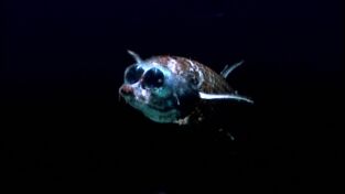 Bajo las olas. Bajo las olas: Aliens de las profundidades