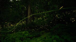 Bajo las olas. Bajo las olas: La magia de la bioluminiscencia