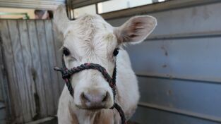 Veterinarios de Nebraska. T(T5). Veterinarios de... (T5): Sabuesos perdidos