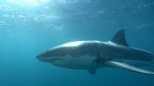 Sharkfest. Sharkfest: Los tiburones más buscados