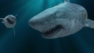 Sharkfest. Sharkfest: Misterios de los tiburones
