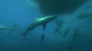 Sharkfest. Sharkfest: Mar y tierra