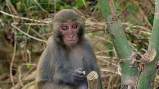 Asia: mundos ocultos. Asia: mundos ocultos: Al límite de la supervivencia