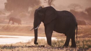 ÁFrica. ÁFrica: Salvación