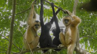 La canción de la selva tropical. La canción de la selva...: Canción de la selva tropical