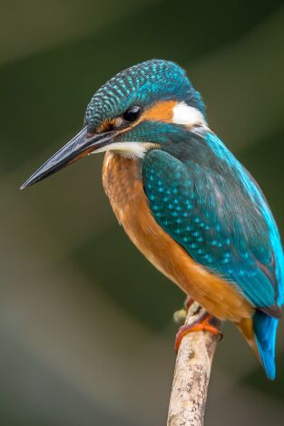 La ciutat de les bèsties. T(T1). La ciutat de les... (T1): Espavilades, juganeres i amoroses, les fures són uns animals domèstics espectaculars