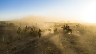 Descubriendo Texas: el estado de la estrella solitaria. Descubriendo Texas: el...: Rodeo y río Grande