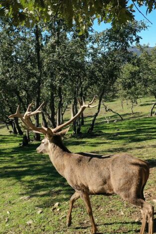 Cazadores de lances