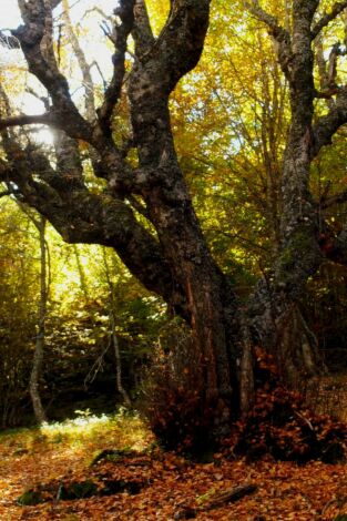 El señor de los bosques