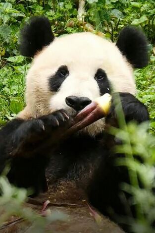 Cuatro estaciones en el reino del oso panda. Cuatro estaciones en...: Aprender en libertad