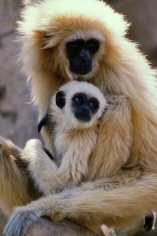 El gibón. El simio cantarín. El gibón. El simio...: Sociedad familiar