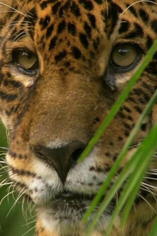 Jaguar, el rey de la jungla