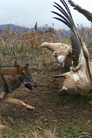 Territorio salvaje. Territorio salvaje: El territorio del lince ibérico
