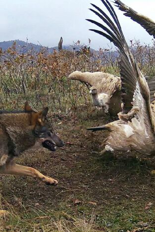 Territorio salvaje. Territorio salvaje: El territorio de la cabra montés