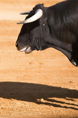 Toros y pueblos