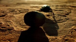 Nuestro planeta (One Strange Rock). Nuestro planeta (One...: Terraformación