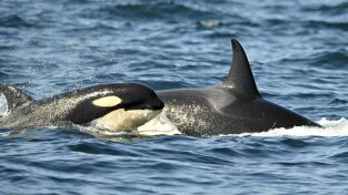 Concebido para matar. Concebido para matar: La orca