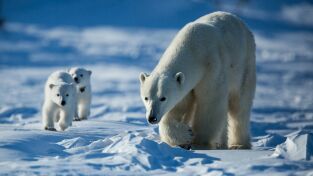 Los más letales de Alaska. Los más letales de Alaska: El reino de la ballena asesina