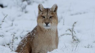 Las maravillas ocultas del invierno. Las maravillas ocultas...: La naturaleza helada de Asia