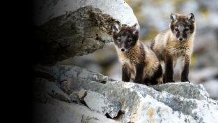 La increíble migración animal. La increíble migración...: Crianza polar