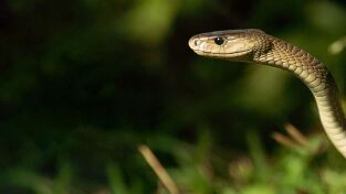 Especial Serpientes de Leyenda. Especial Serpientes de...: Cazadores de criaturas salvajes