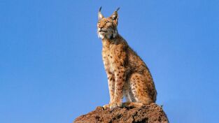 La tierra del lince ibérico. La tierra del lince...: Invierno