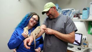 Veterinarios de Nebraska. T(T4). Veterinarios de... (T4): Trabajo Gratuito