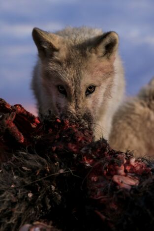 El reino del lobo blanco. El reino del lobo blanco: La búsqueda