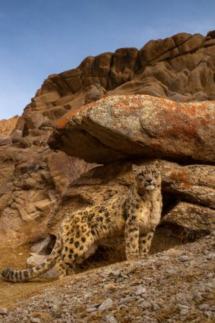 Felinos salvajes de la India. Felinos salvajes de la...: Maestros del disfraz